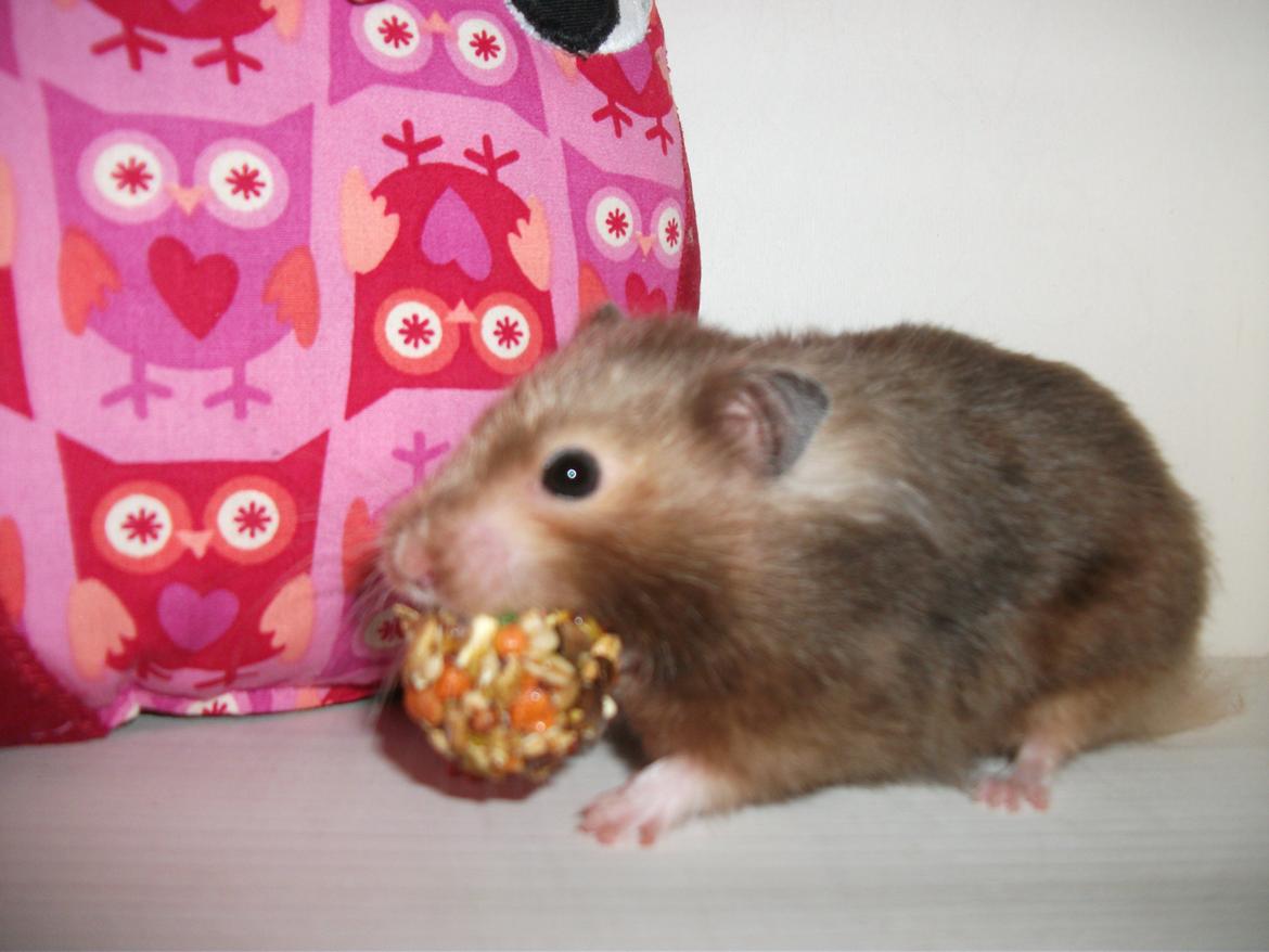 Hamster Gris [tidligere gnaver] billede 4