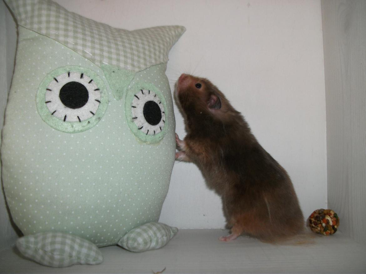Hamster Gris [tidligere gnaver] billede 5