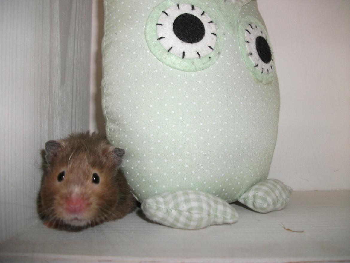 Hamster Gris [tidligere gnaver] billede 6