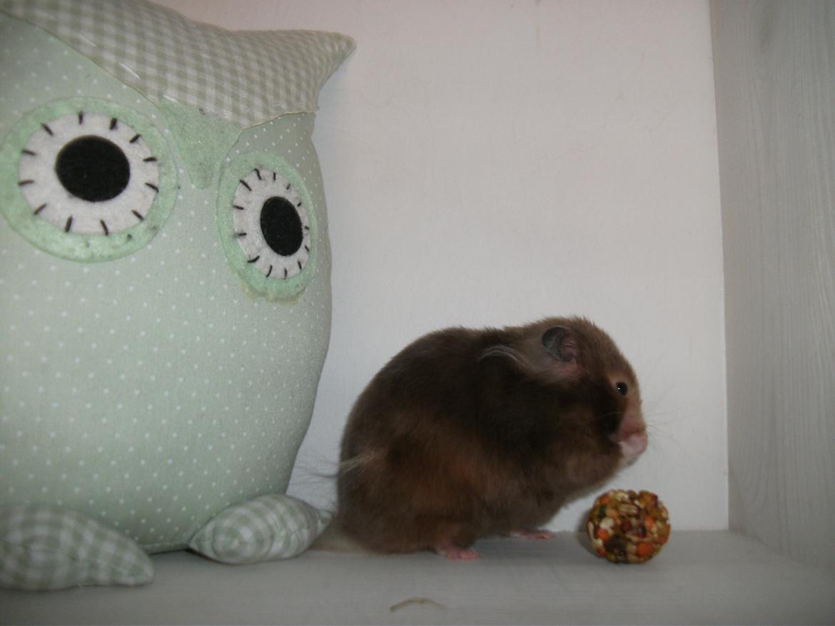 Hamster Gris [tidligere gnaver] billede 7