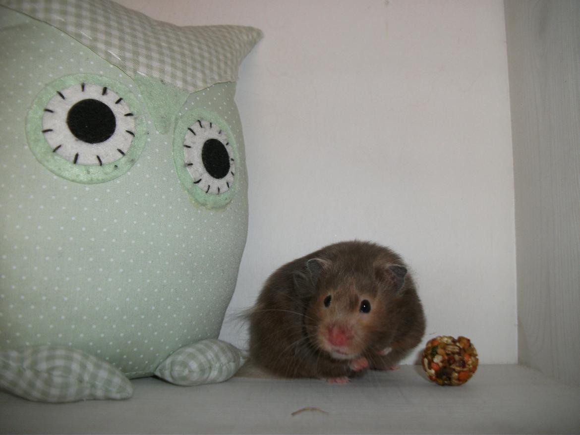 Hamster Gris [tidligere gnaver] billede 8