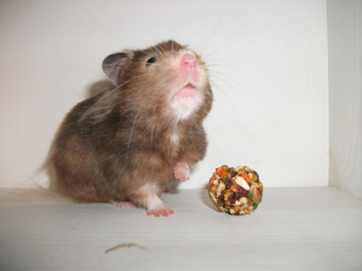 Hamster Gris [tidligere gnaver] billede 9