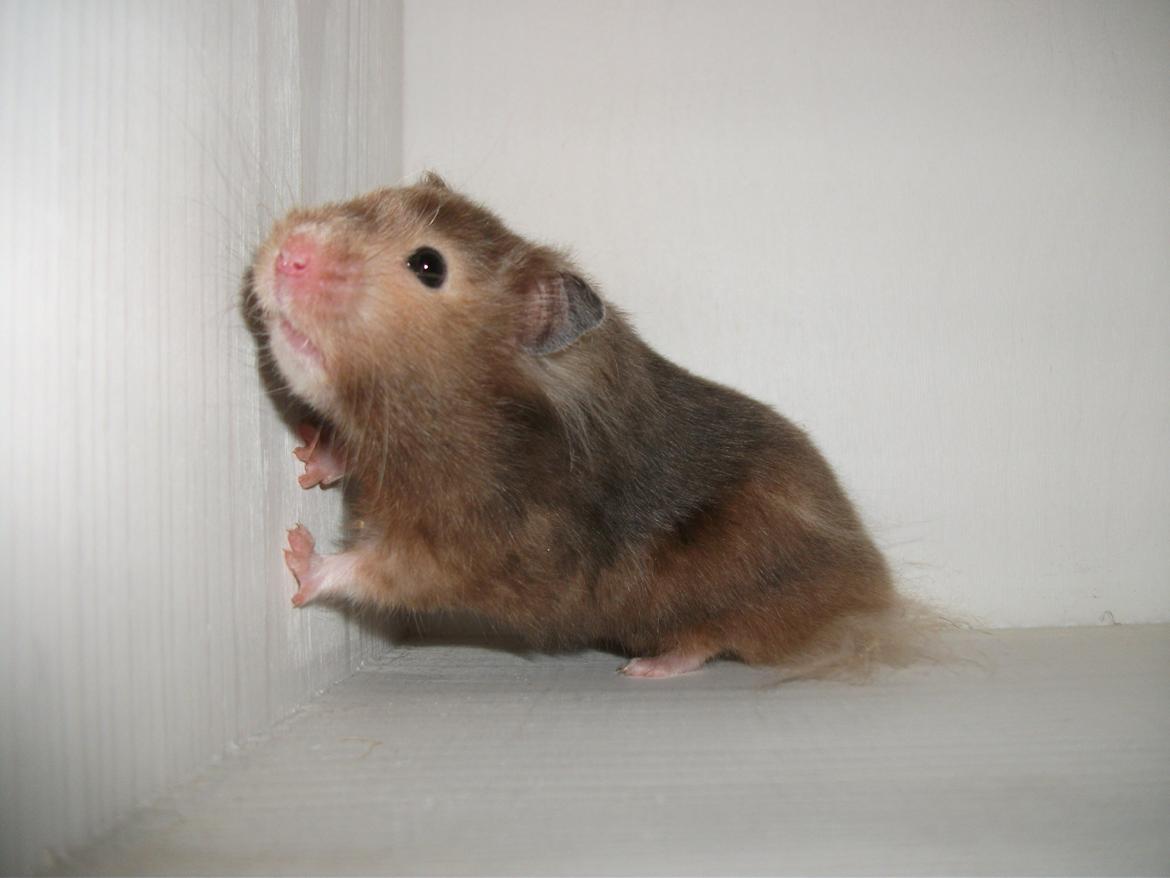 Hamster Gris [tidligere gnaver] billede 10