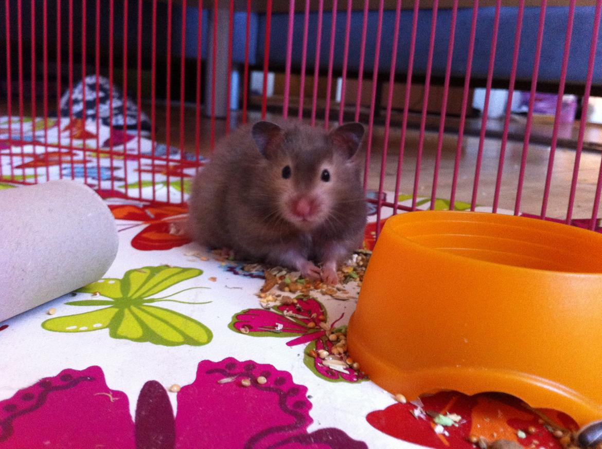 Hamster Gris [tidligere gnaver] billede 11