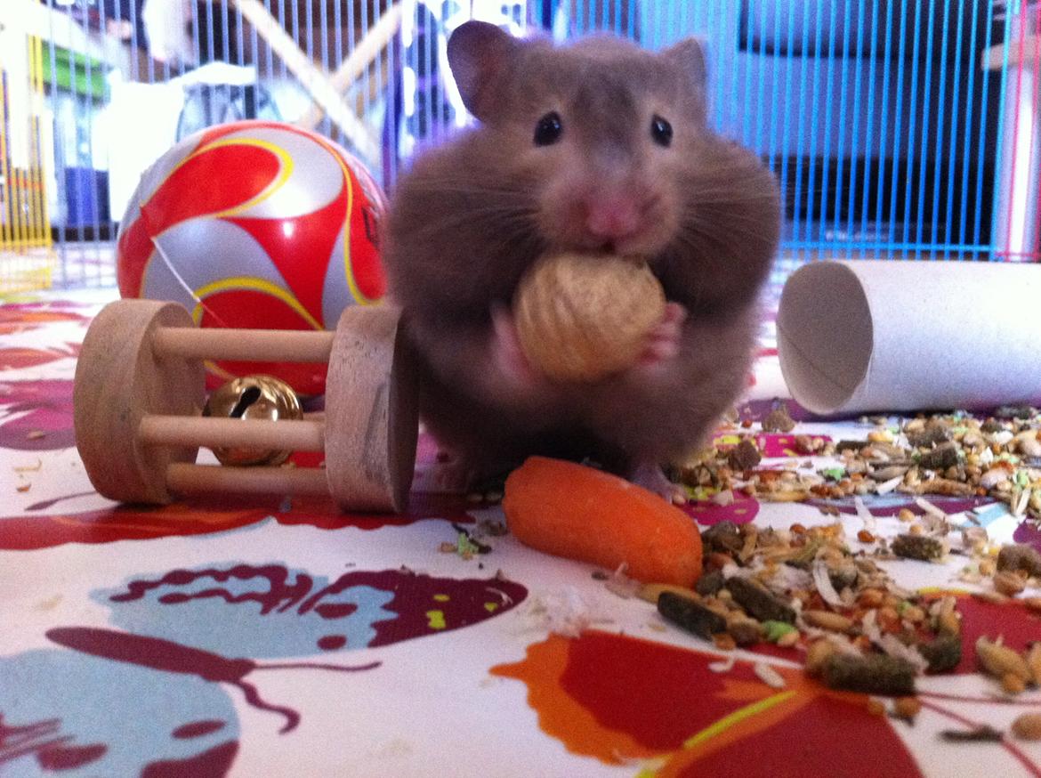 Hamster Gris [tidligere gnaver] billede 12