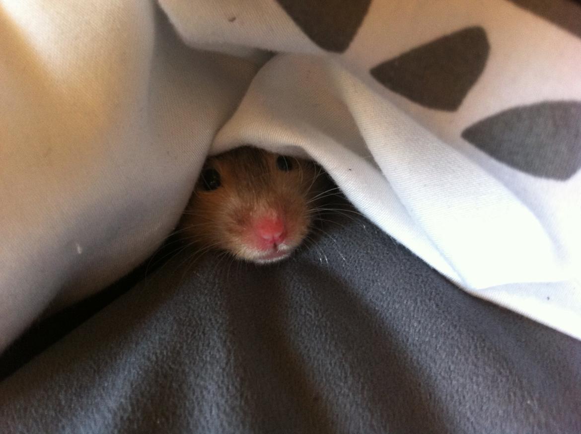 Hamster Gris [tidligere gnaver] billede 13