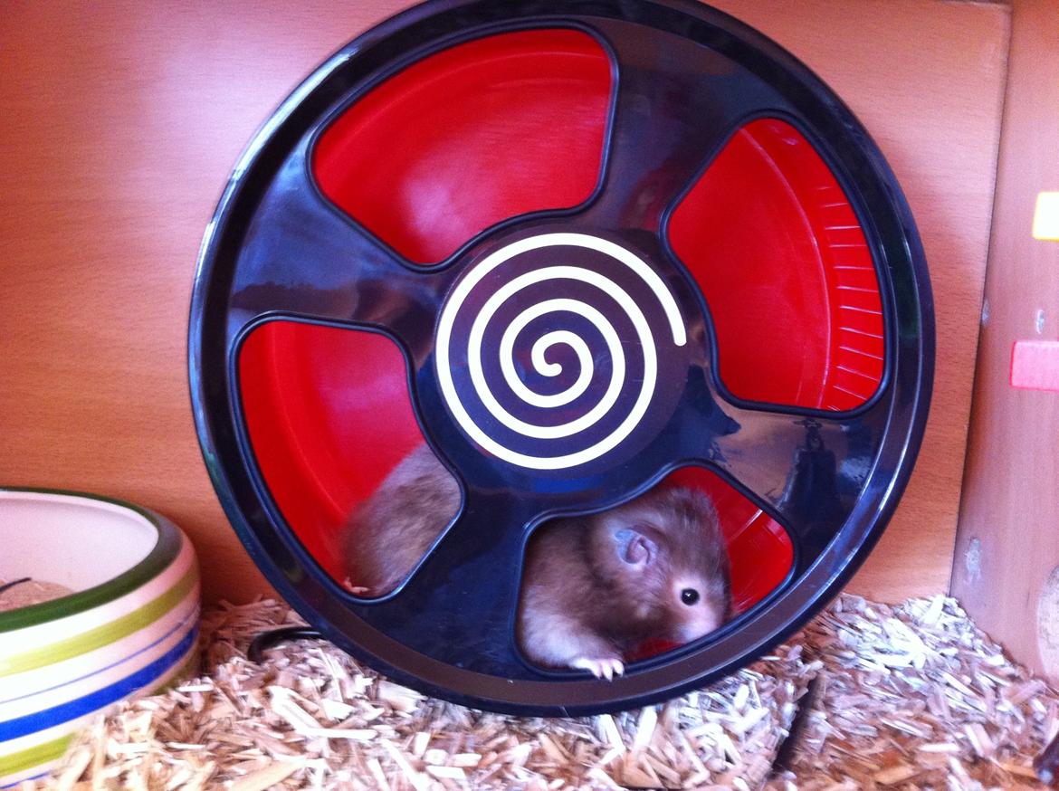 Hamster Gris [tidligere gnaver] billede 14