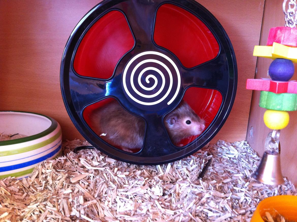 Hamster Gris [tidligere gnaver] billede 15