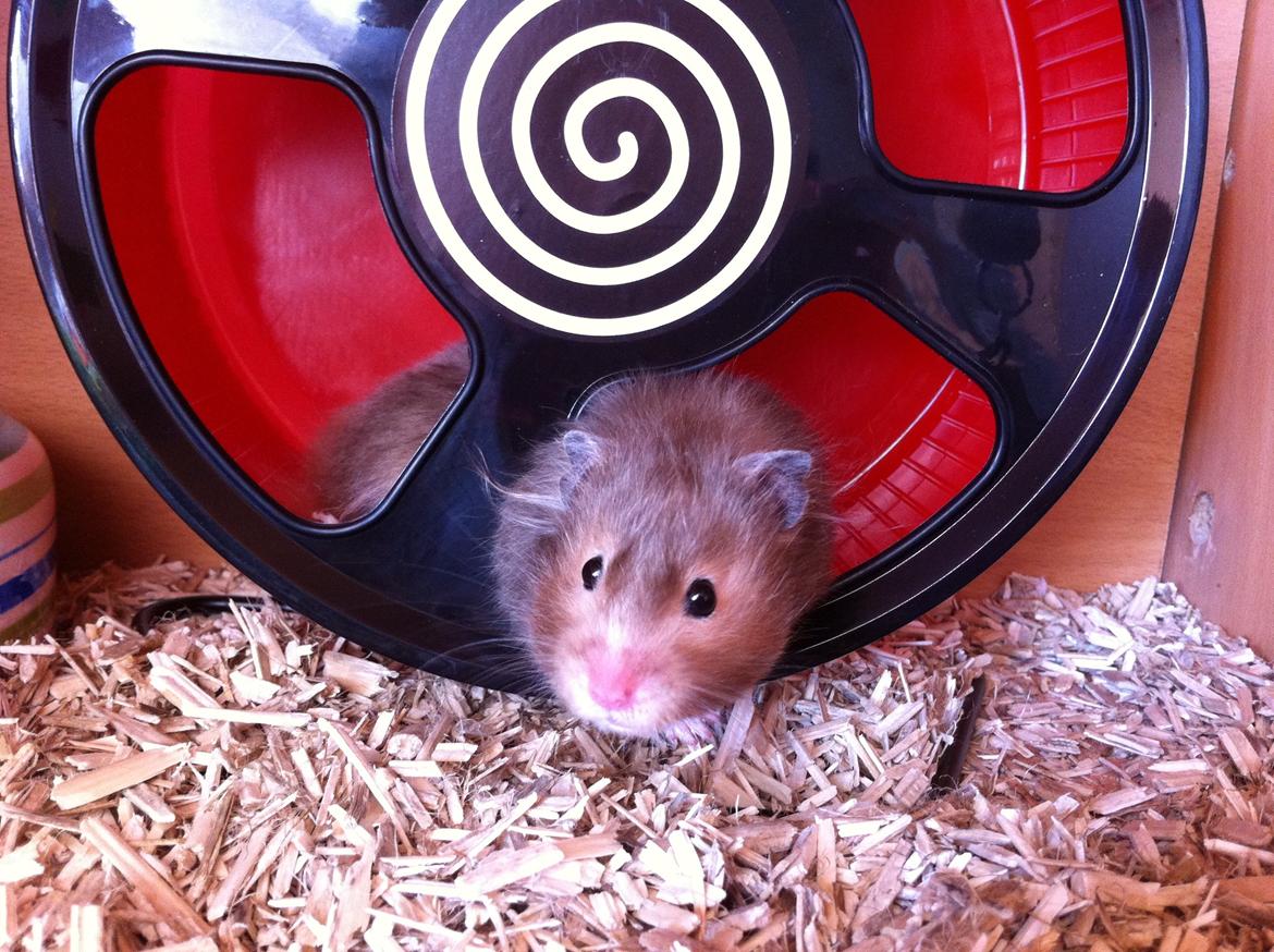 Hamster Gris [tidligere gnaver] billede 16