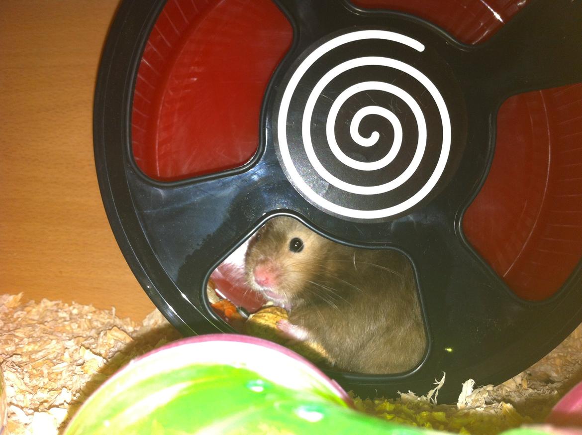 Hamster Gris [tidligere gnaver] billede 17