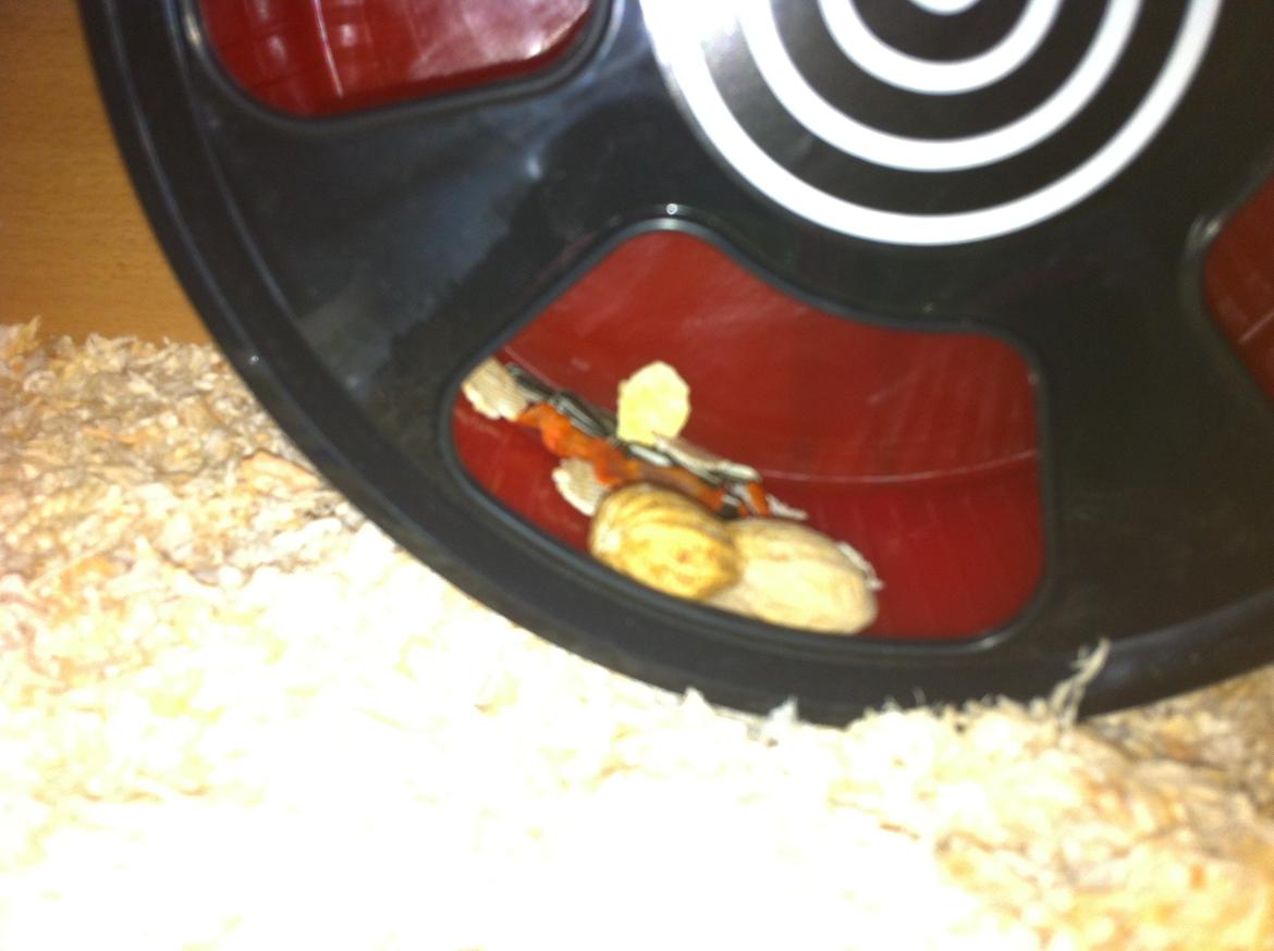 Hamster Gris [tidligere gnaver] billede 18