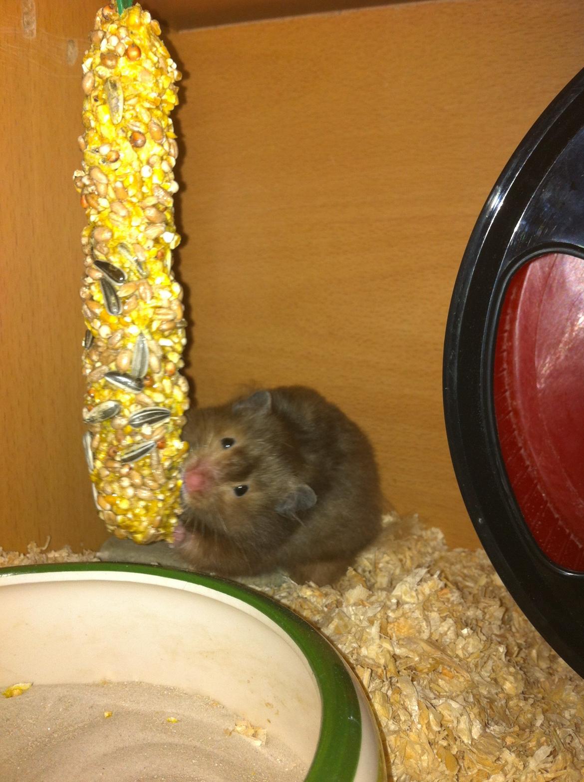 Hamster Gris [tidligere gnaver] billede 19