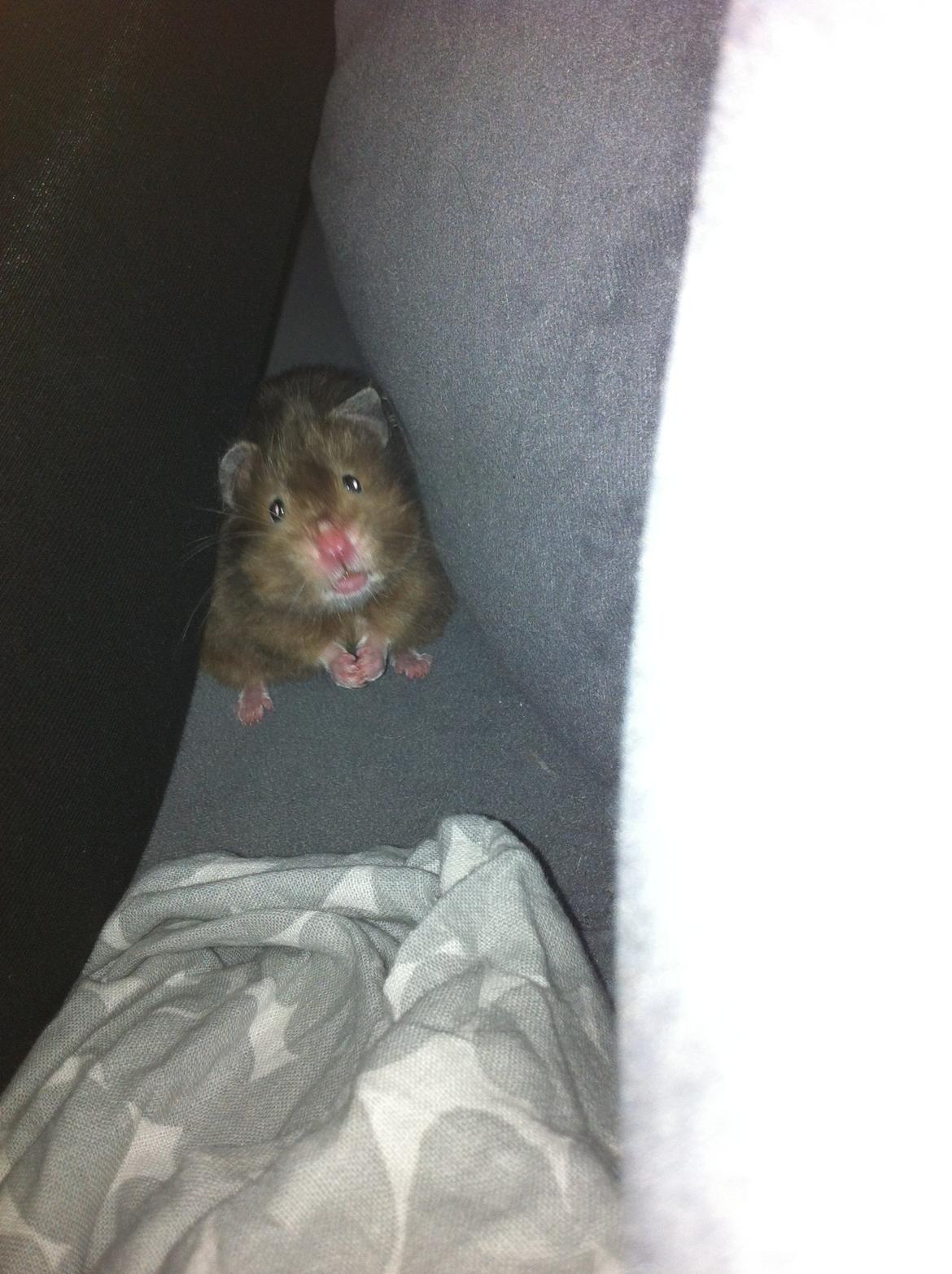 Hamster Gris [tidligere gnaver] billede 20