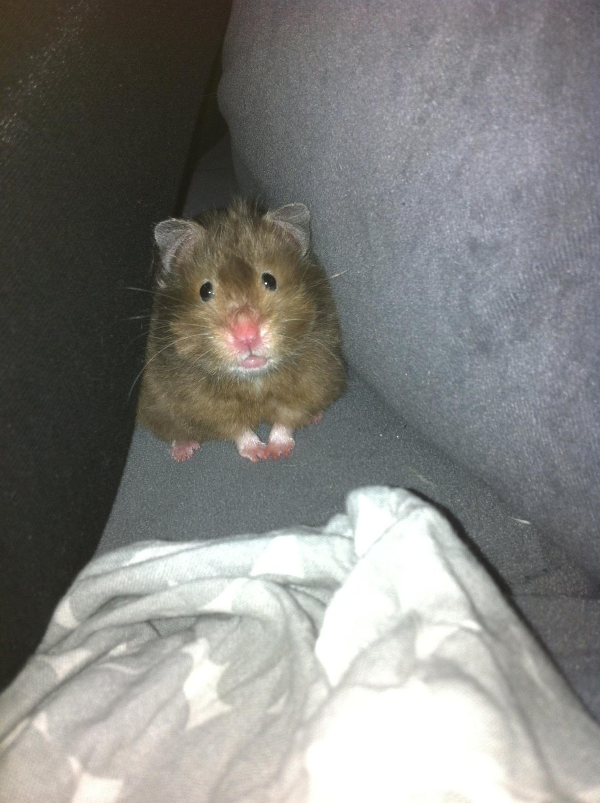 Hamster Gris [tidligere gnaver] billede 21