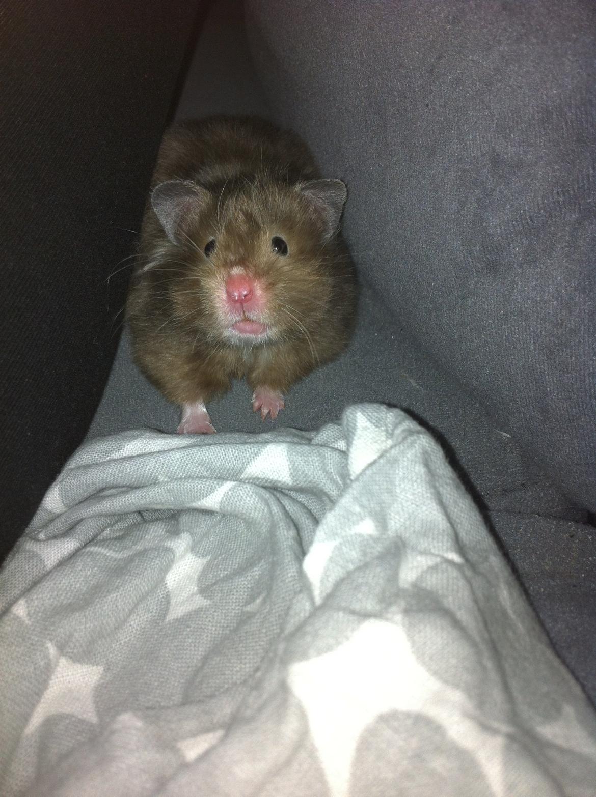 Hamster Gris [tidligere gnaver] billede 23
