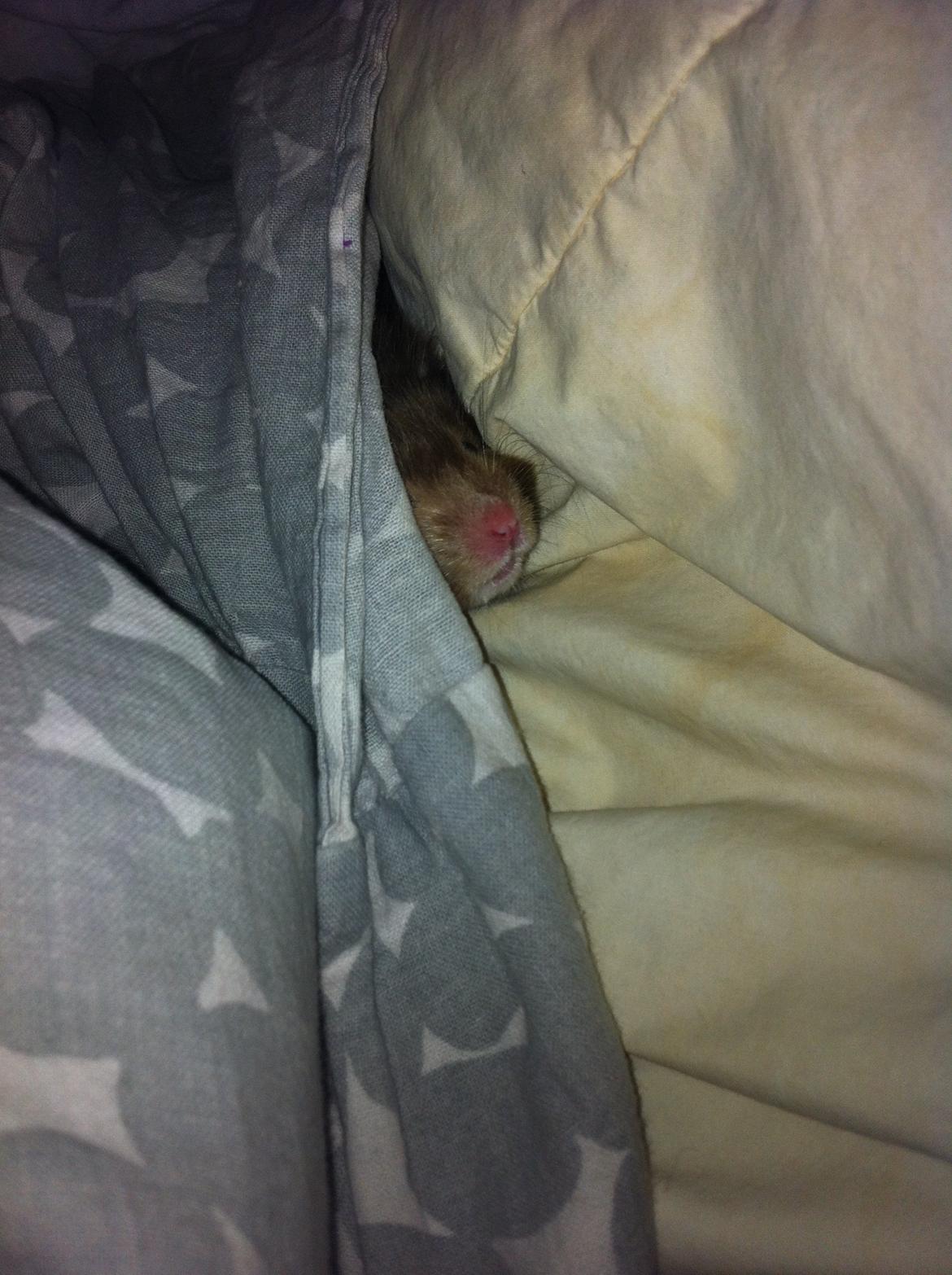 Hamster Gris [tidligere gnaver] billede 24