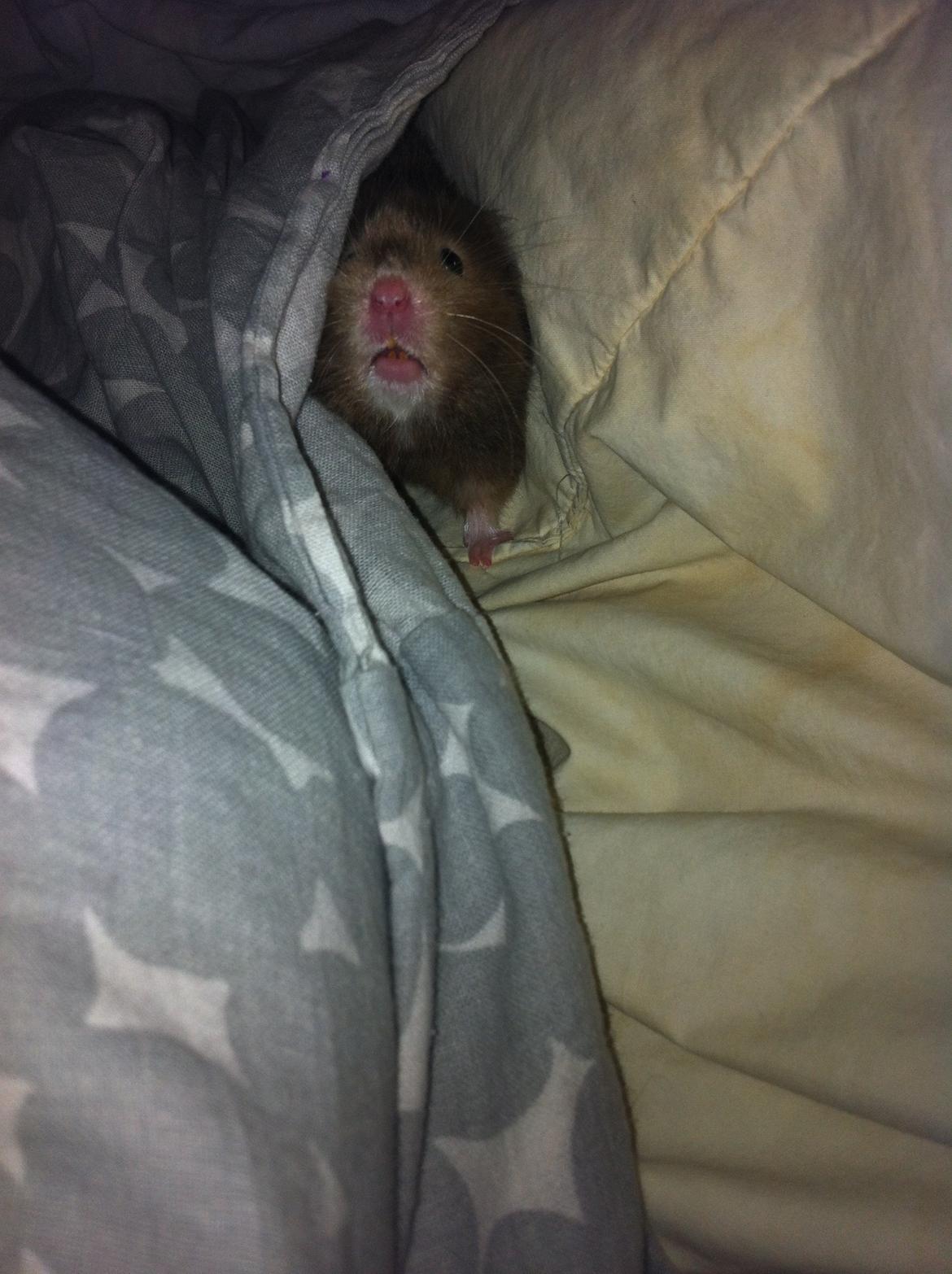 Hamster Gris [tidligere gnaver] billede 25