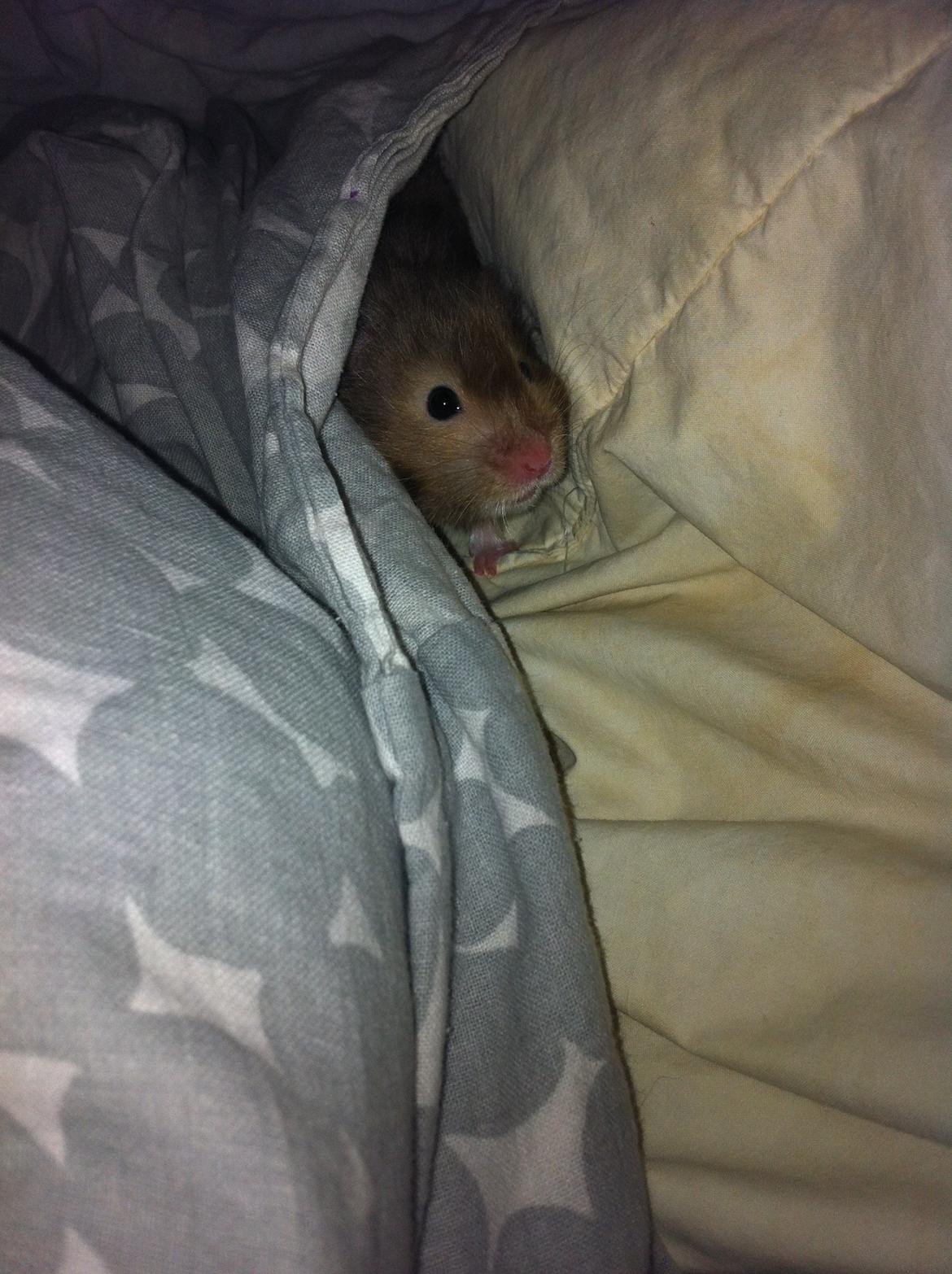 Hamster Gris [tidligere gnaver] billede 26