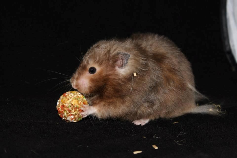 Hamster Gris [tidligere gnaver] billede 27