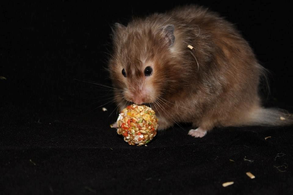 Hamster Gris [tidligere gnaver] billede 28