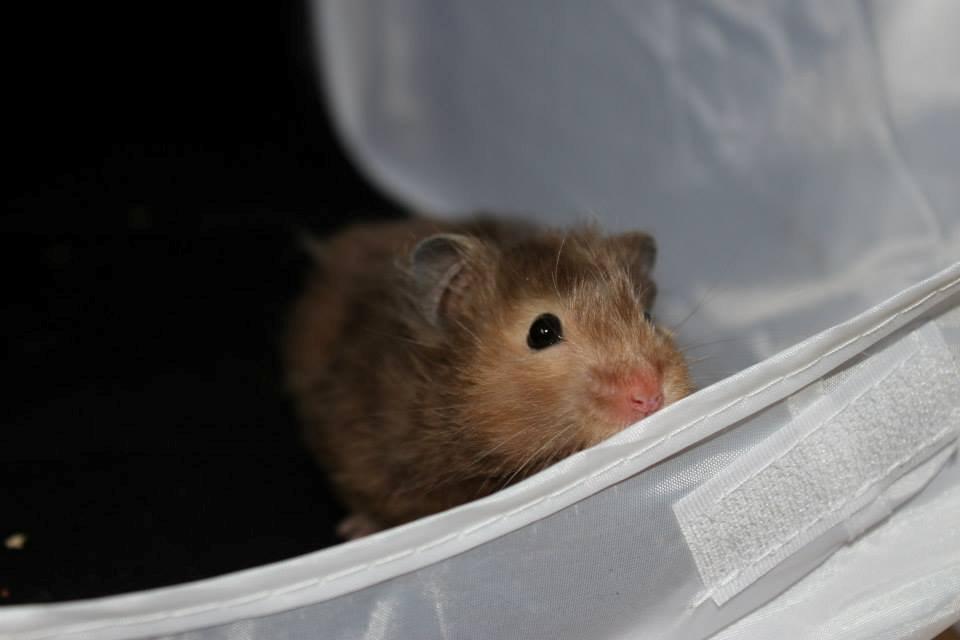 Hamster Gris [tidligere gnaver] billede 29