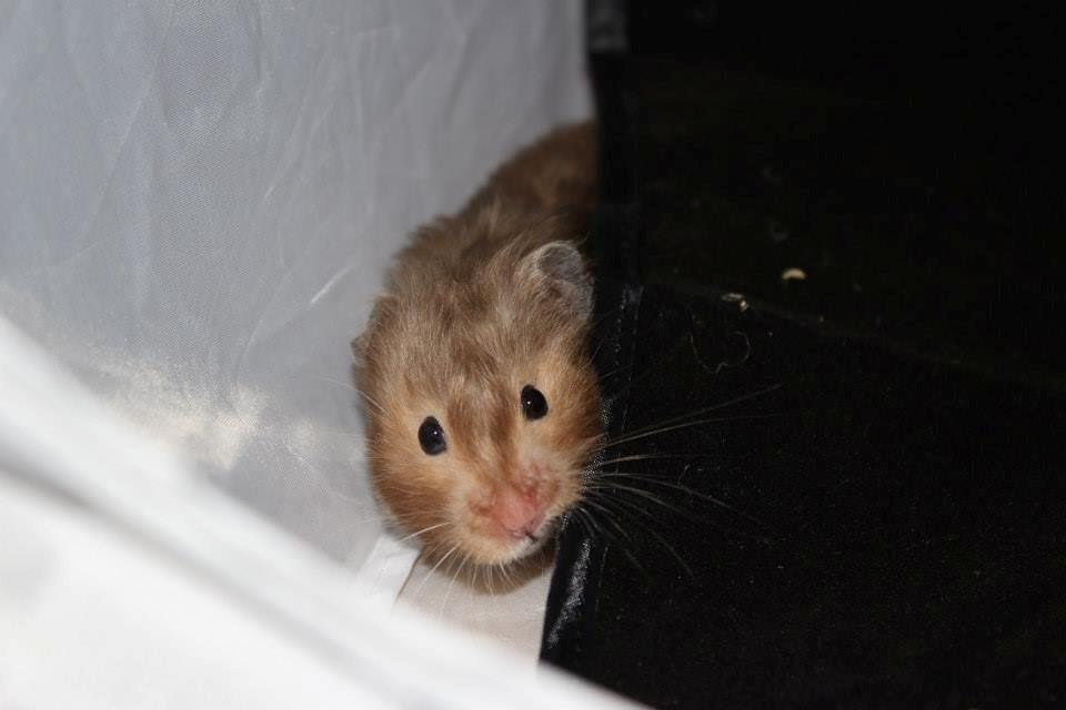 Hamster Gris [tidligere gnaver] billede 30