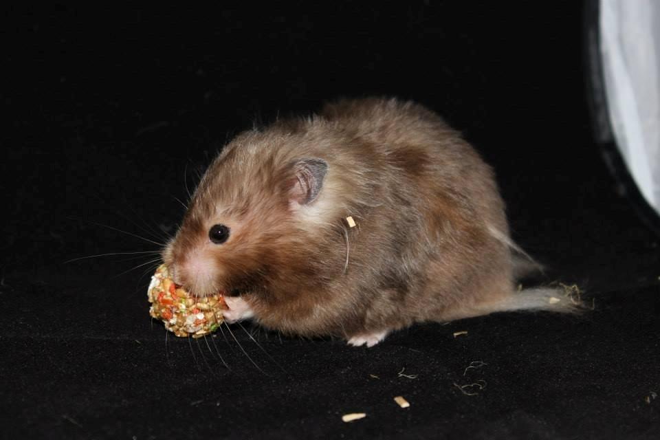 Hamster Gris [tidligere gnaver] billede 31