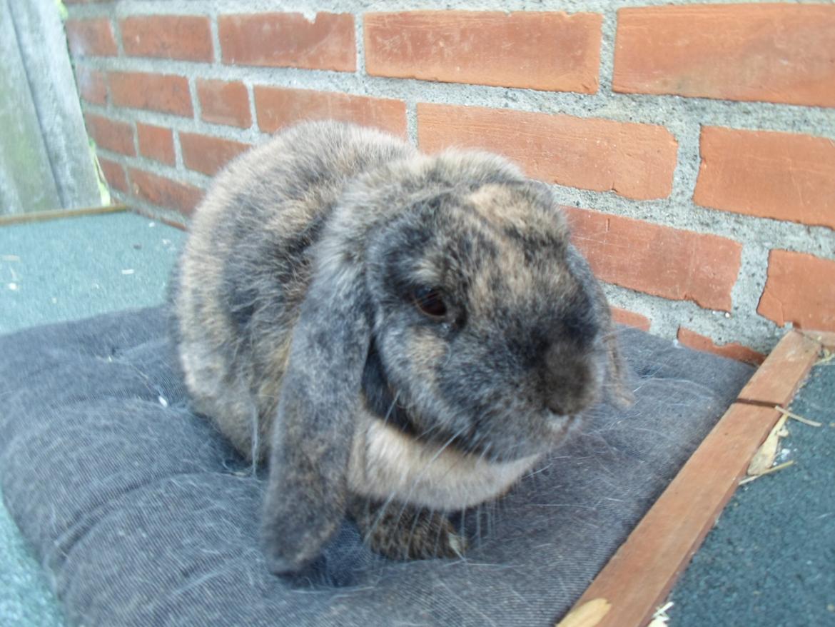 Kanin Maddie billede 12