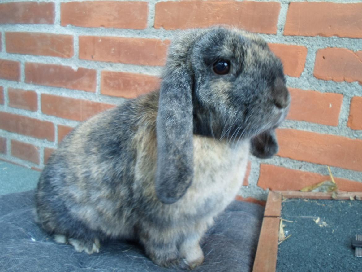 Kanin Maddie billede 13