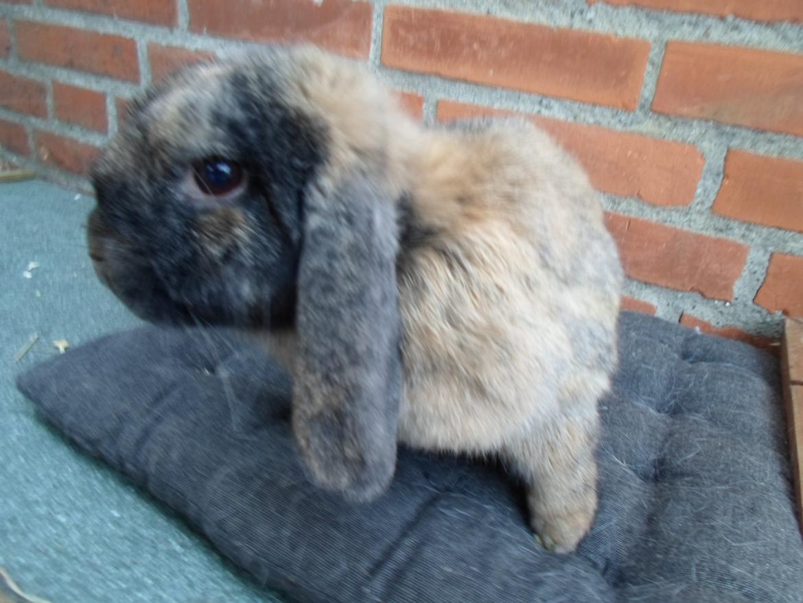 Kanin Maddie billede 14