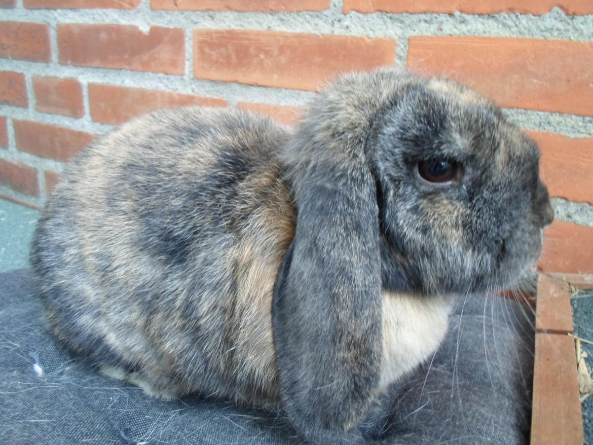 Kanin Maddie billede 15