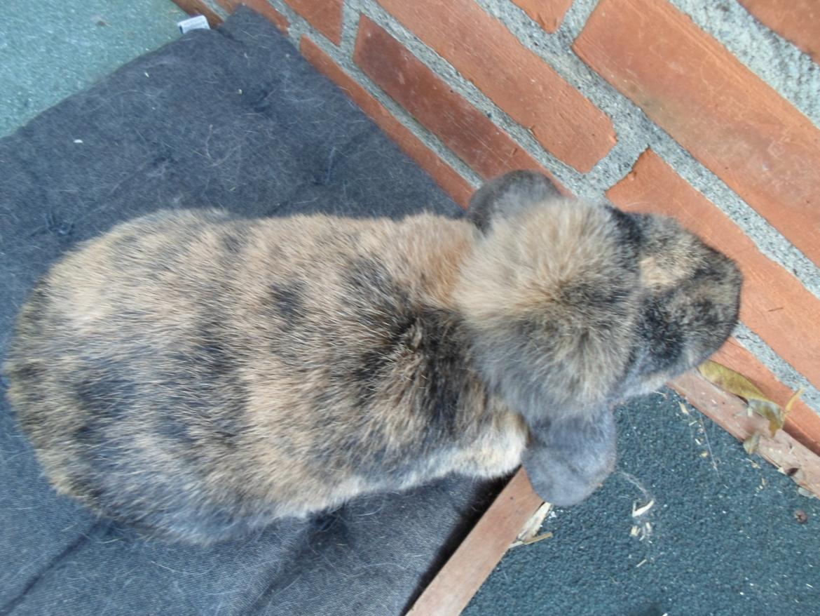 Kanin Maddie billede 16