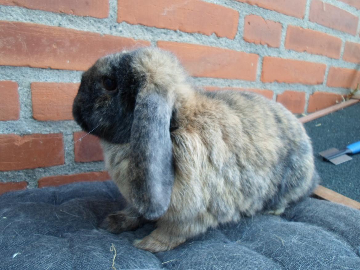 Kanin Maddie billede 17