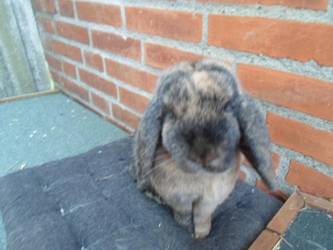 Kanin Maddie billede 18