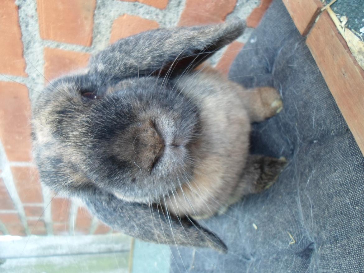 Kanin Maddie billede 19