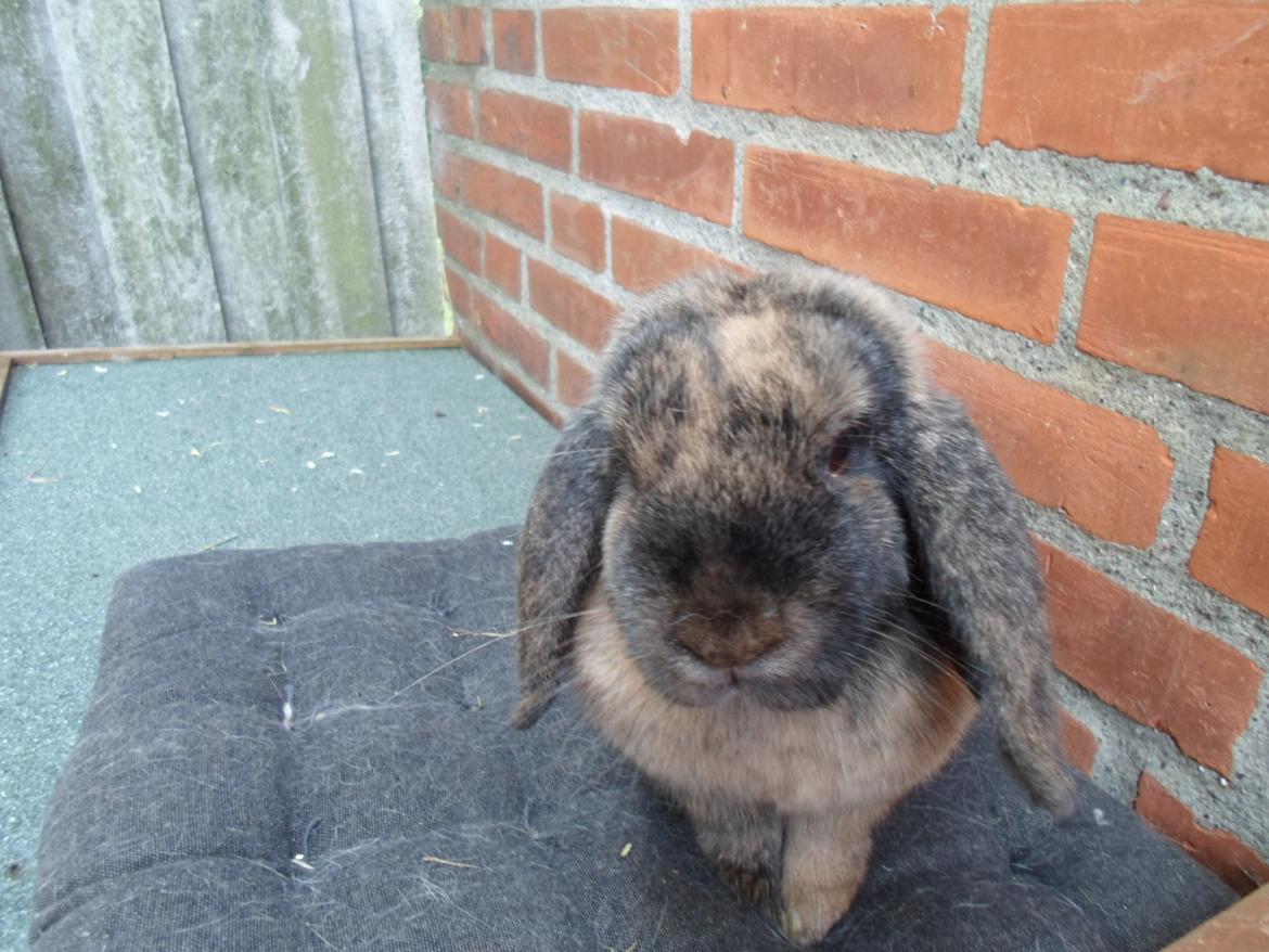 Kanin Maddie billede 20