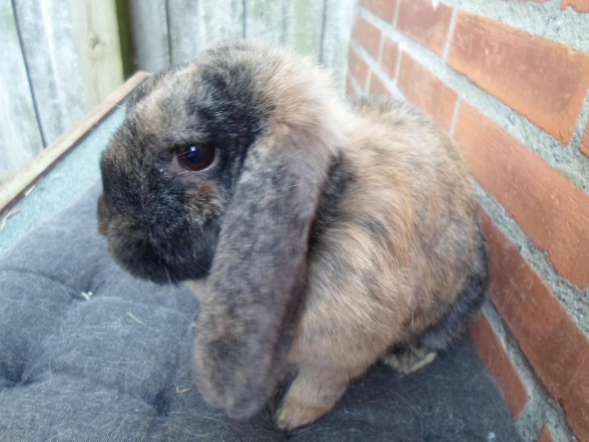 Kanin Maddie billede 21