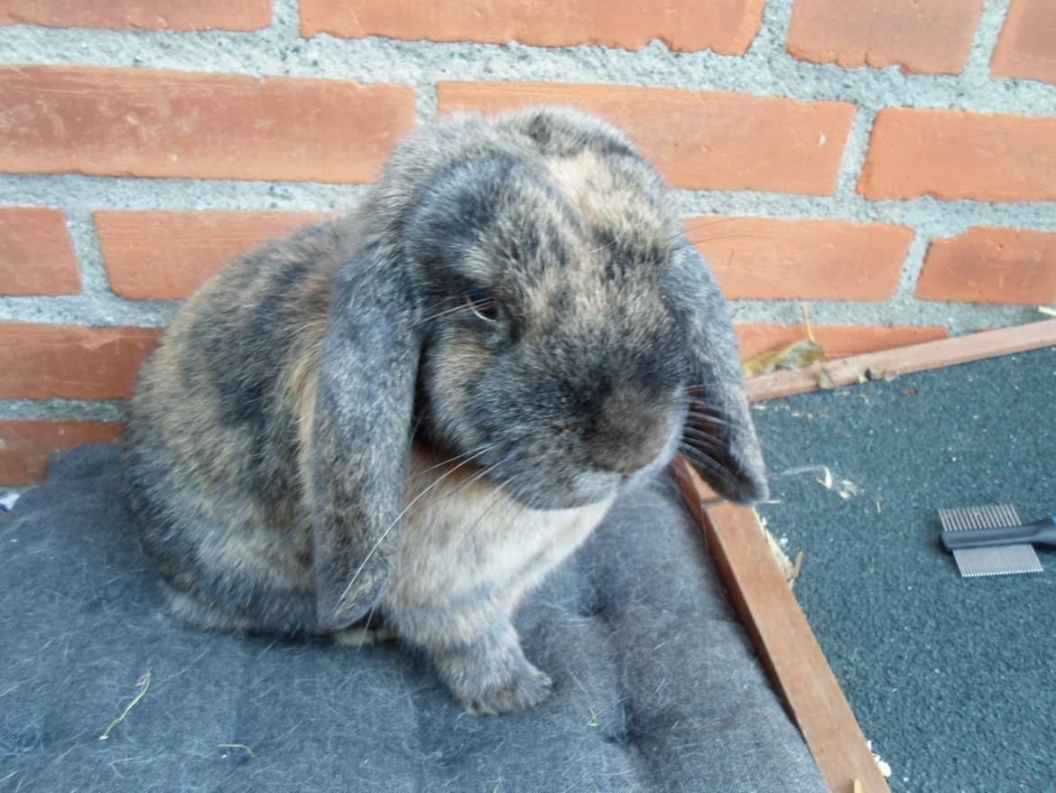 Kanin Maddie billede 1