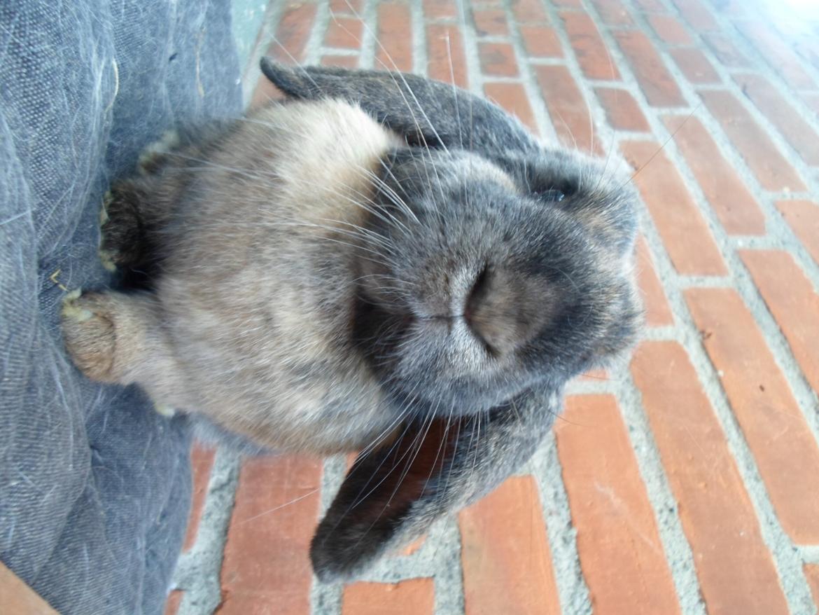 Kanin Maddie billede 22