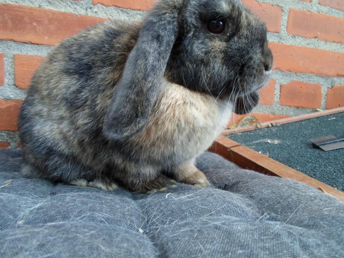 Kanin Maddie billede 23