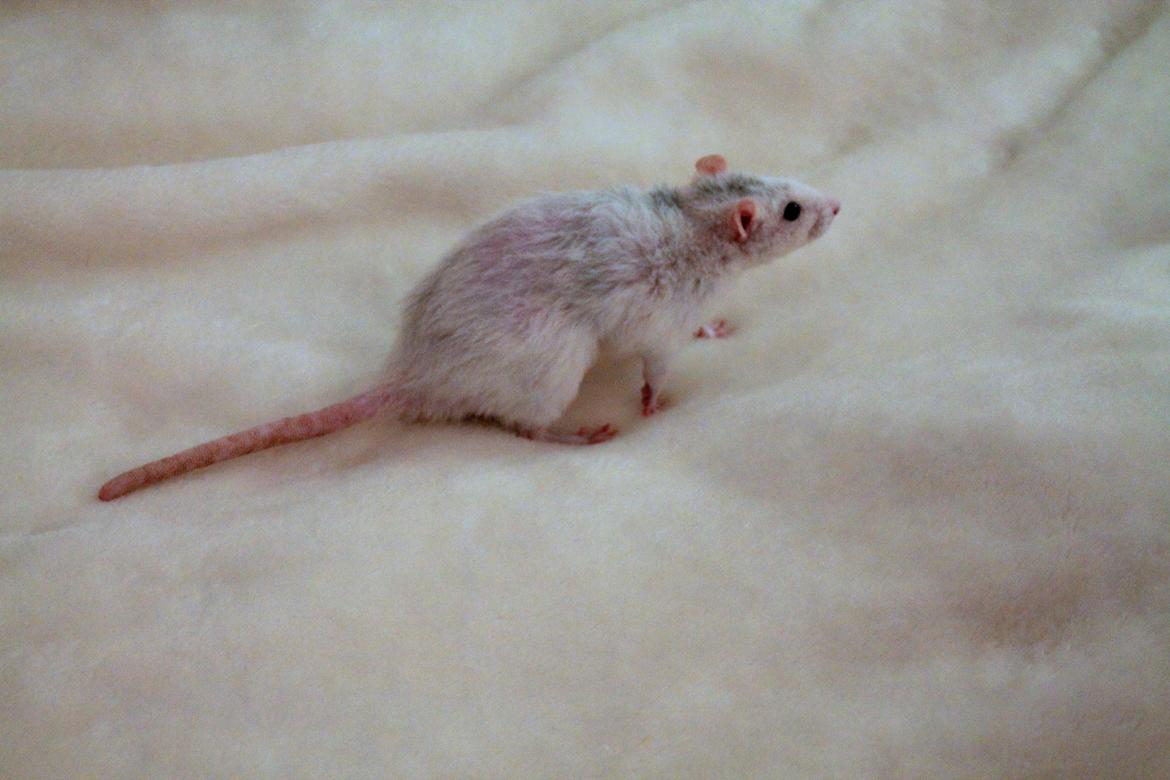 Tamrotte Soffi billede 2