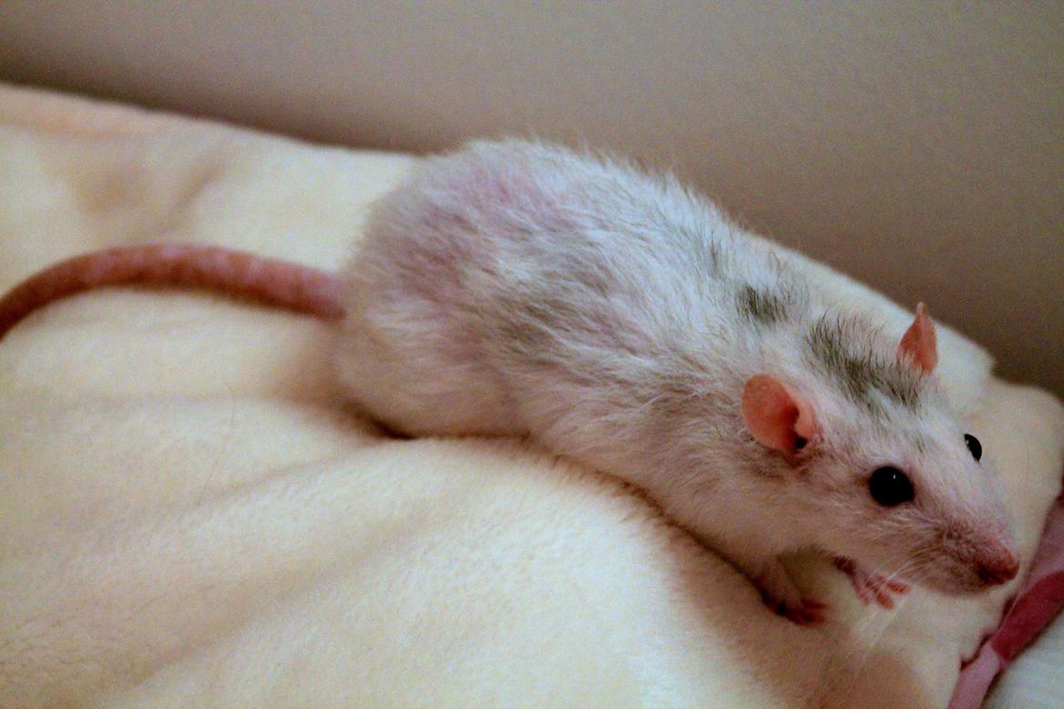 Tamrotte Soffi billede 5