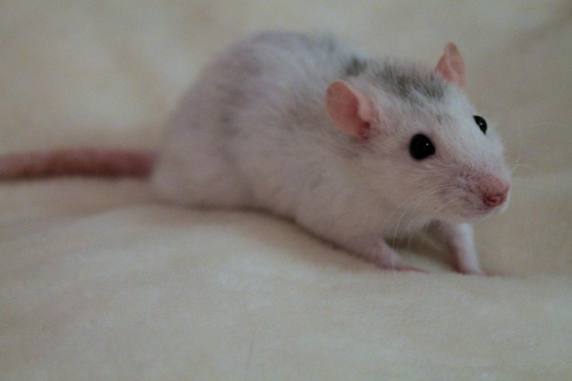 Tamrotte Soffi billede 1