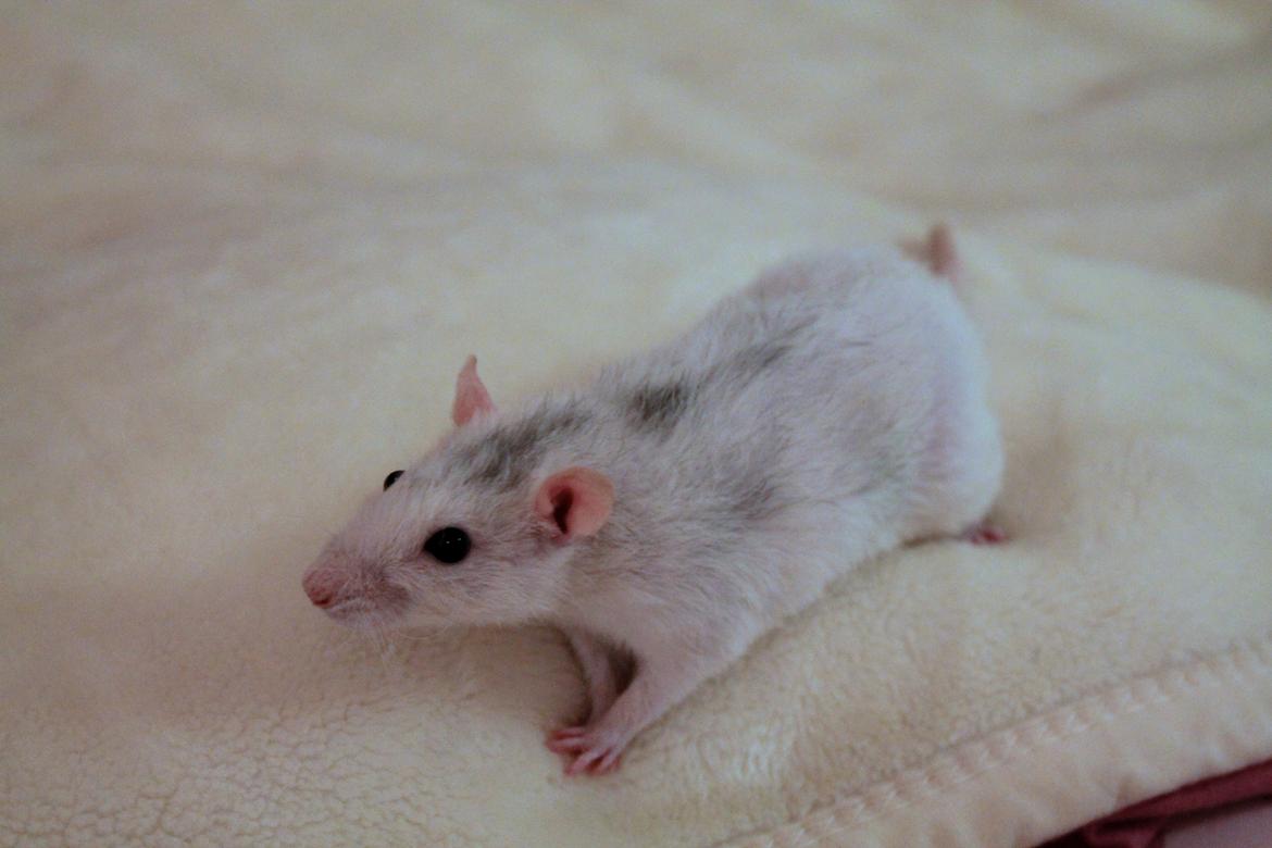 Tamrotte Soffi billede 4