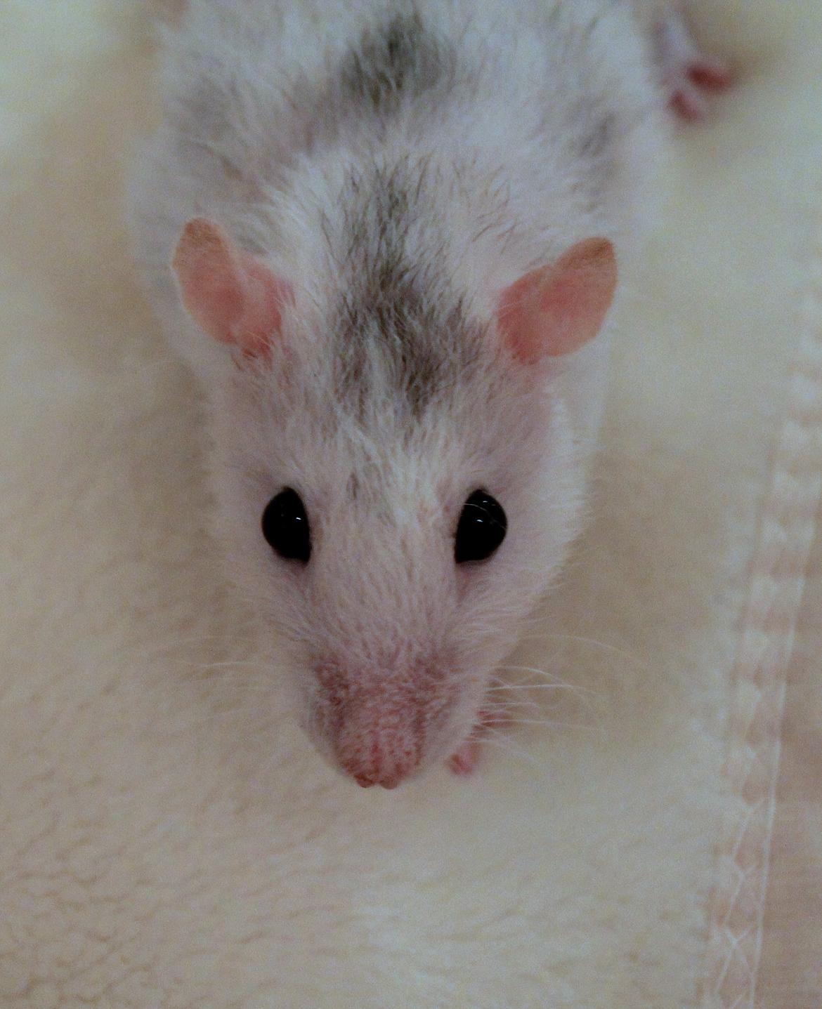 Tamrotte Soffi billede 3