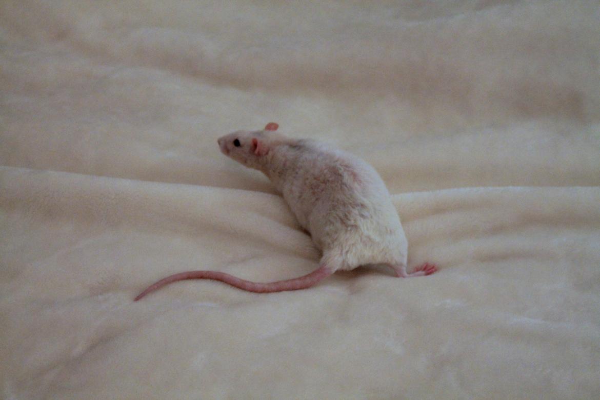 Tamrotte Ulrik billede 7