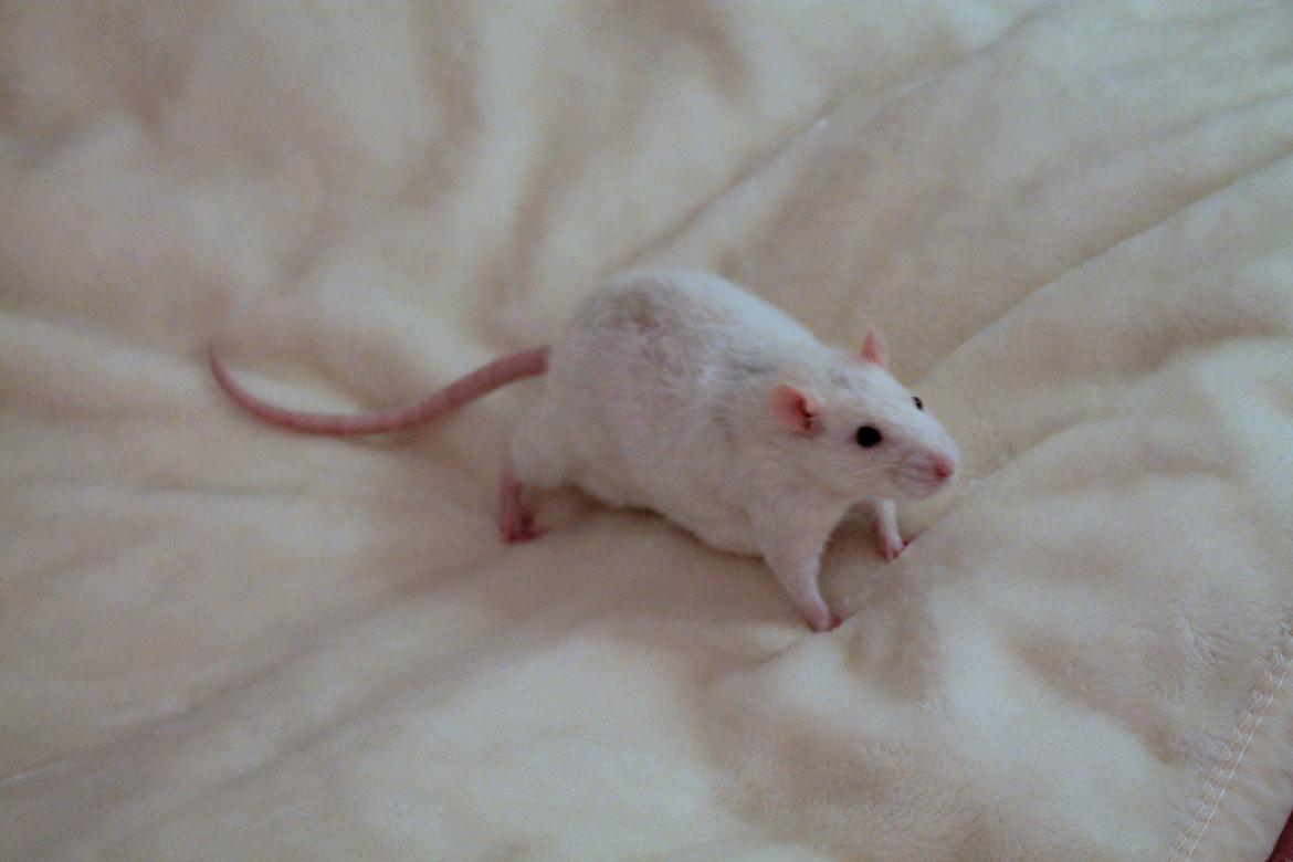 Tamrotte Ulrik billede 5