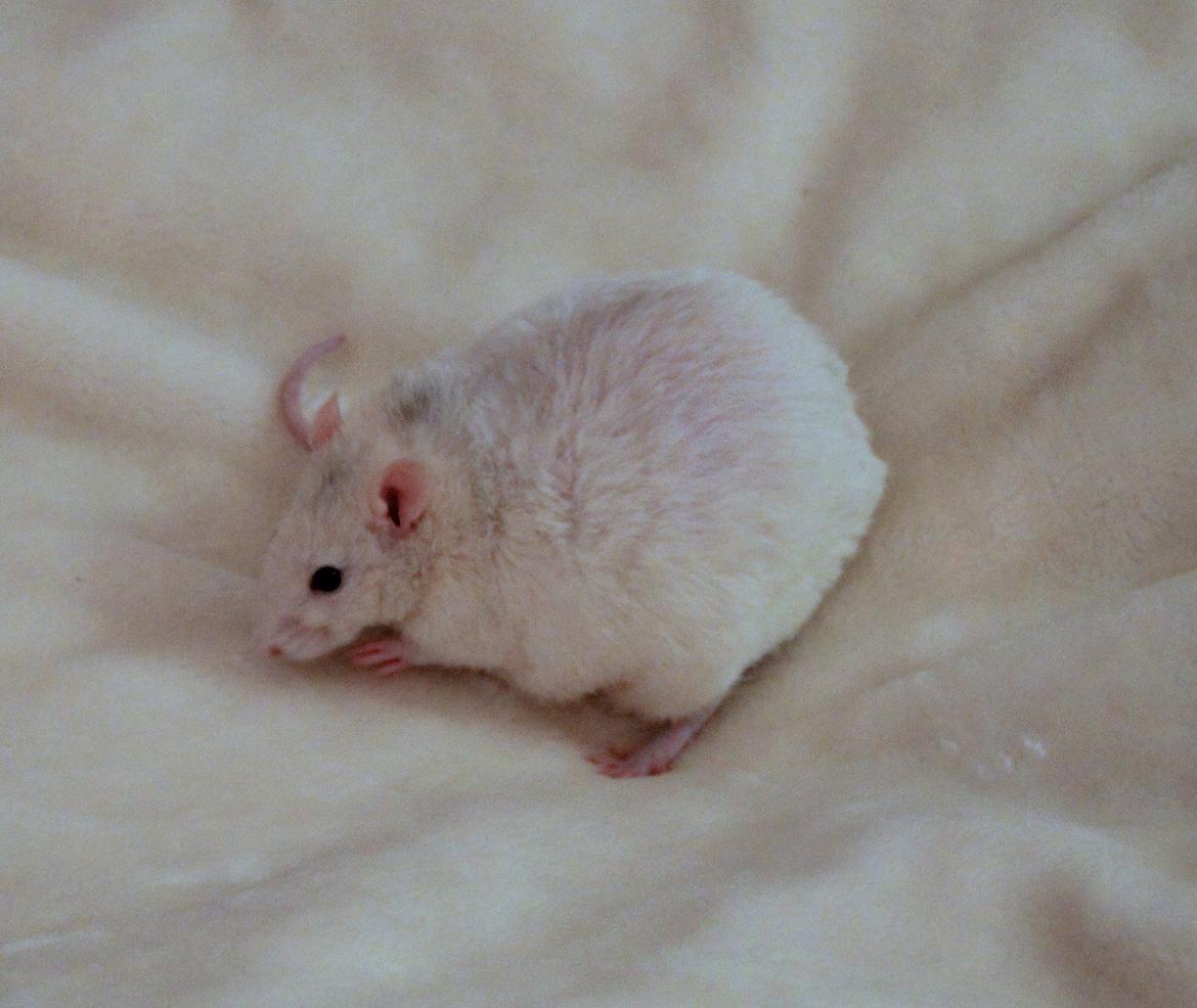 Tamrotte Ulrik billede 6