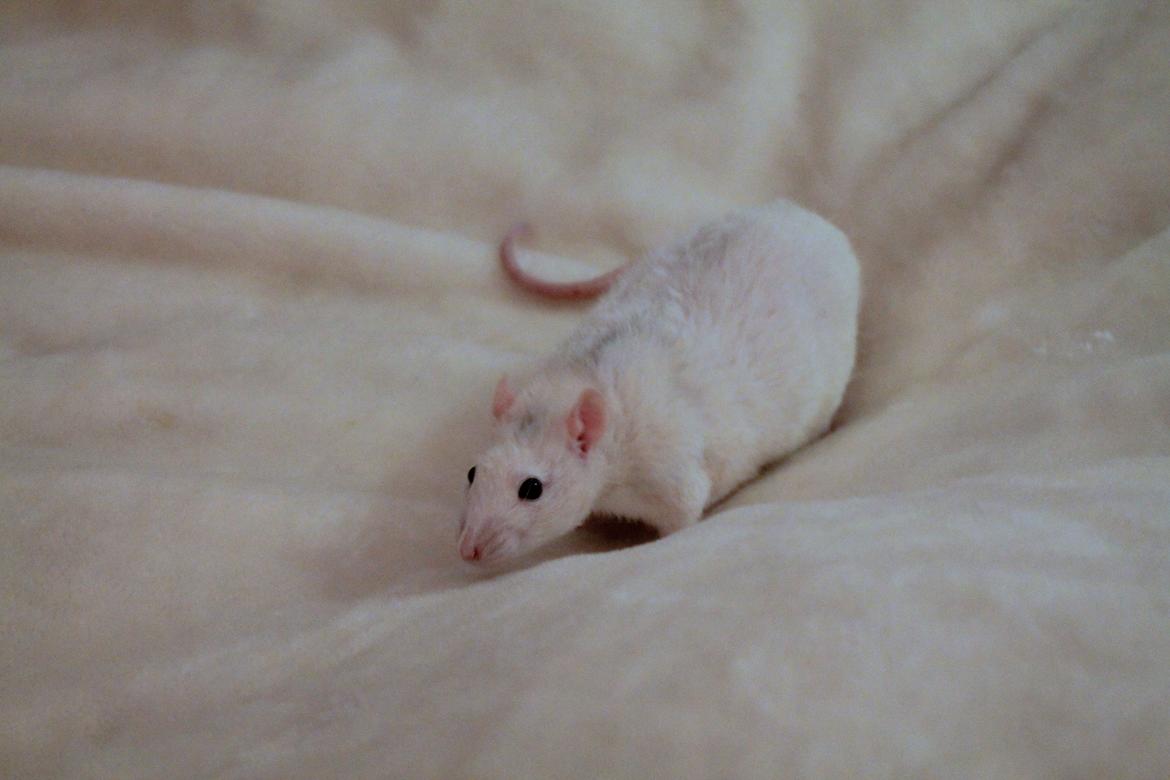 Tamrotte Ulrik billede 1