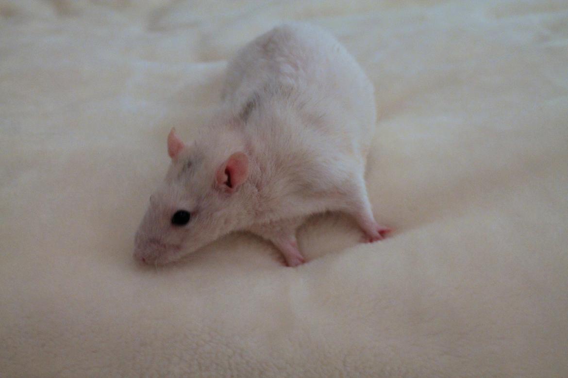 Tamrotte Ulrik billede 2